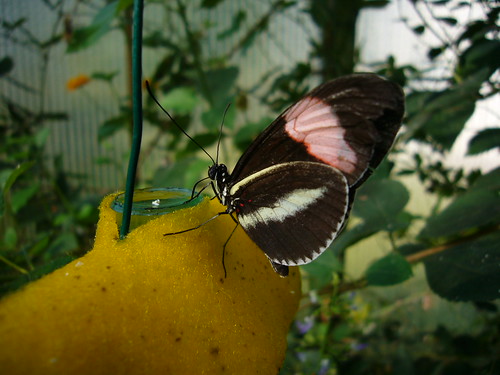 Heliconius erato artificial nectar