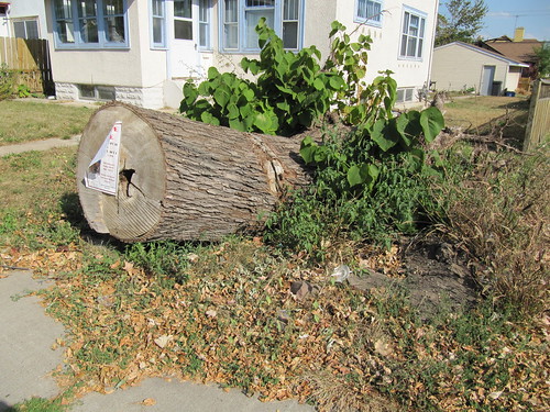 Uprooted Tree / Billboard