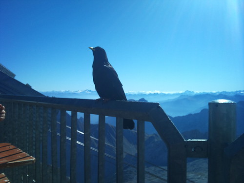 Crow on the Zugspitze by XPeria2Day