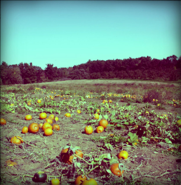 pumpkin patch at westward orchards in harvard, ma
