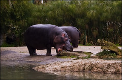 Auckland Zoo - Hippos
