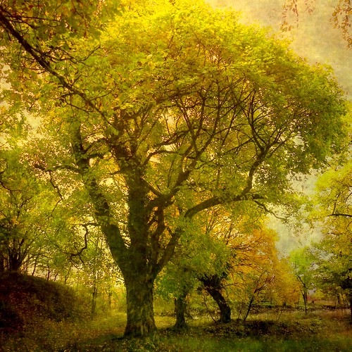 無料写真素材|自然風景|森林|樹木|風景フランス
