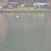 Swans in the Danube