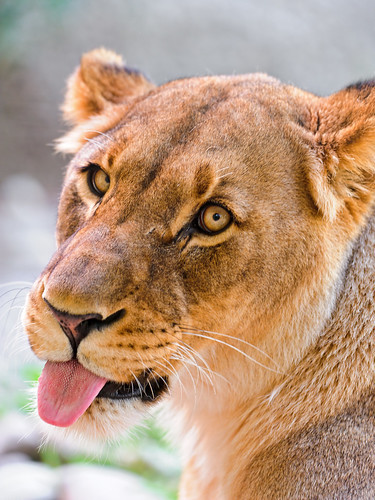  無料写真素材, 動物 , ライオン, あっかんべー・舌を出す  