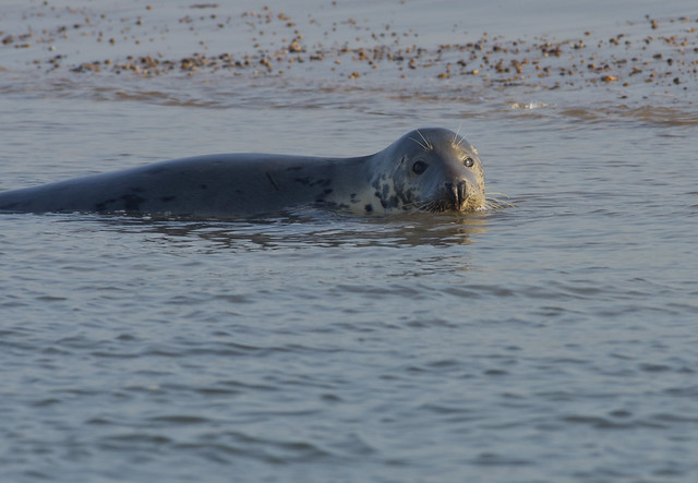 blakeney grey seal in water 3