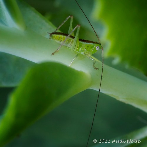 Katydid by andiwolfe (temporarily busy)