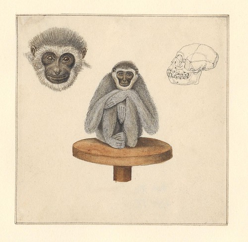 sketch of a gibbon