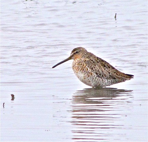Long-billed Dowitcher 04