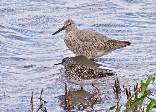 Willet with Lesser Yellowlegs 01