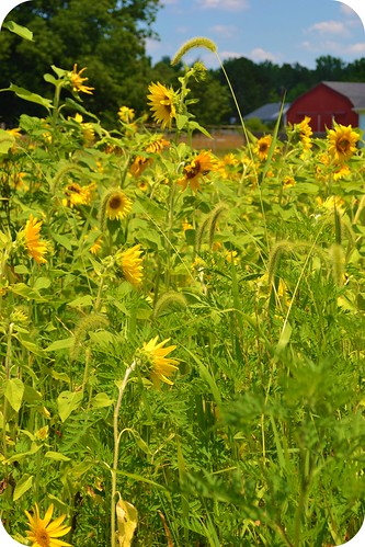 sunflower field by ellajohn
