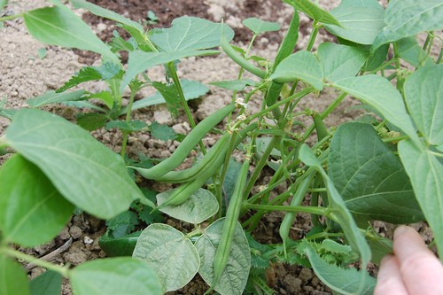 French bean Annabel ready for picking