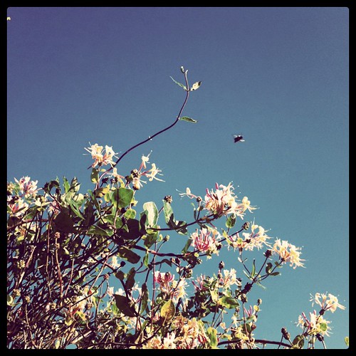 Blue skies and a bee