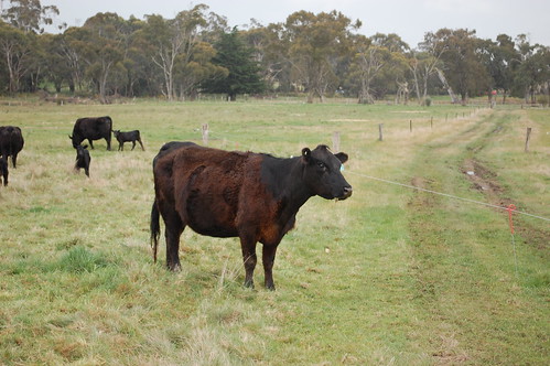 One of Taranaki Farm's handsome cows