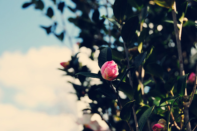 vintage camellia