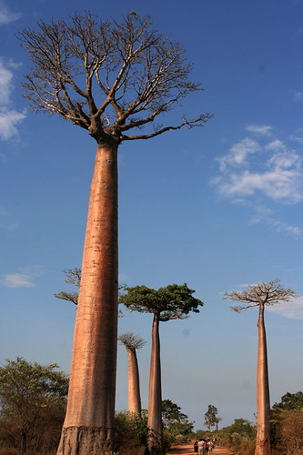 Baobab Alley, Morondava by peace-on-earth.org