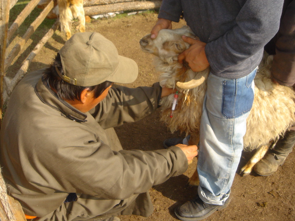 Surveillance des maladies : Prise de sang sur un bélier pour dépistage de la brucellose, Sum de Onder-Ulaan (Bag de Belkhi), Arkhangaï, Mongolie