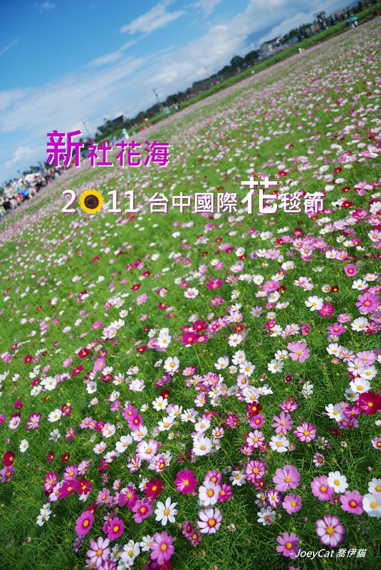 2011_1113_新社花海_cover