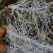 spider nets