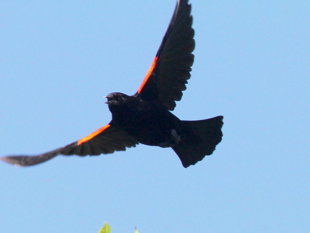 Red-winged Blackbird 20110704