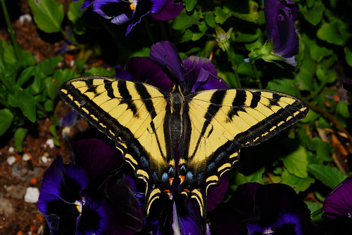 Swallowtail Butterfly on Pansies by Sandee4242