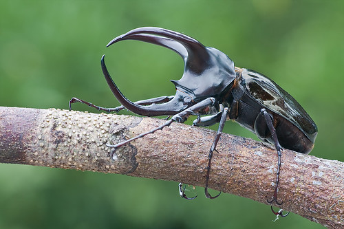 Rhinoceros beetle Chalcosoma mollenkampi tropical beetles ,IMG_6585 copy, atlas beetle
