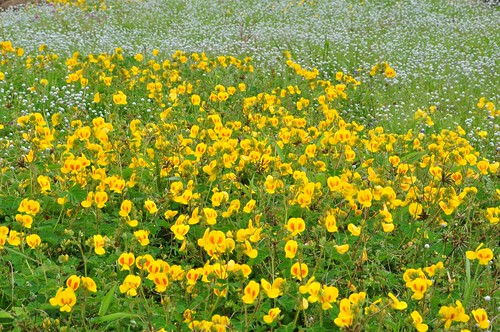 Yellow flowers at Kaas Plateau by rajesh9922