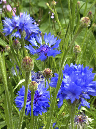 2010_07_06_Cornflower Blue Diadem