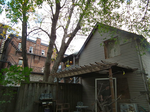 back of house and one doomed tree