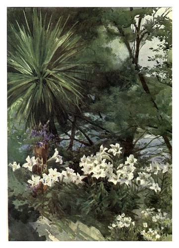 020-Lilium Longiflorum y Cordyline en Dublin- Flower grouping in English, Scotch & Irish gardens 1907- Margaret Waterfield