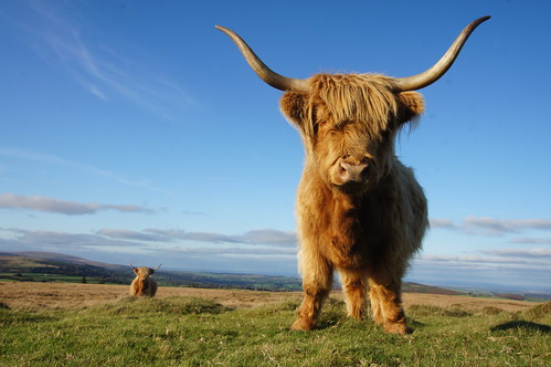 Highland cattle on Dartmoor by CharlesFred