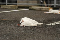 cats_2011-10-23_9