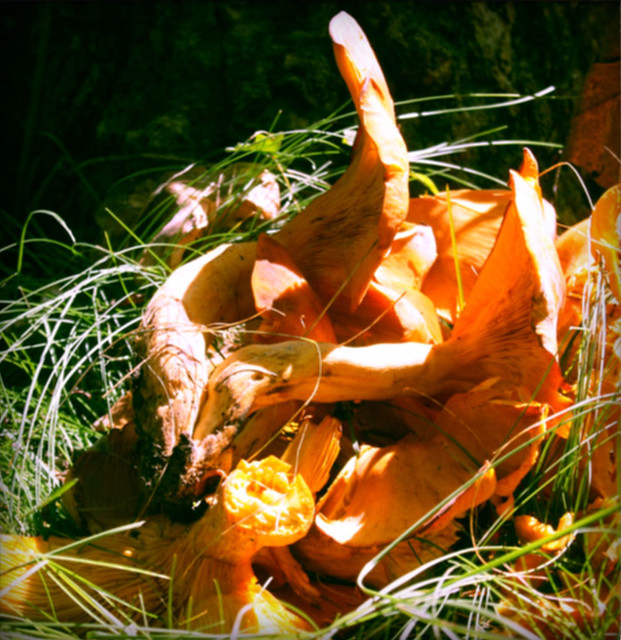 mushrooms in autumn