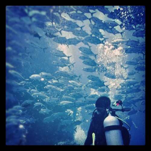 #jackfish #scuba #diving #dive #tulamben #underwater #indonesia by humblefisherman