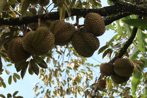 buah durian muda