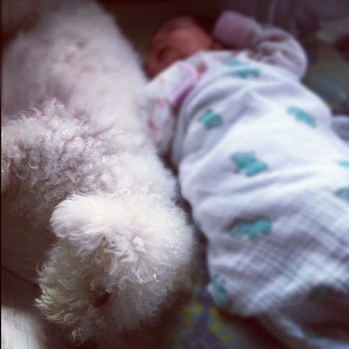 Sadie Pup found a baby to snuggle with.