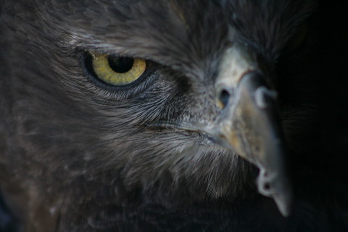 Gauntlet Birds of Prey, Eagle & Vulture Park