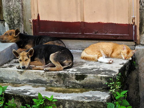 IMG_0236 Let's take a nap ! The story of a cat and dogs,和睦共处