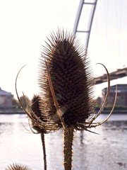 Teasel on the River Tees