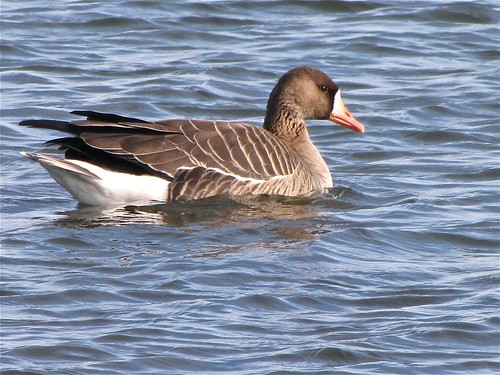 Greater White-fronted Goose at White Oak Park in Bloomington, IL 14
