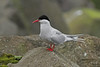 0451 Arctic Tern (Sterna paradisaea), Klaksvik, Bordoy Island, The FAROE ISLANDS 28Jul11