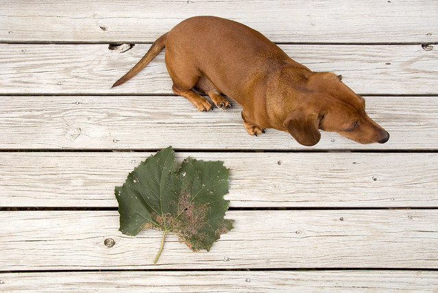 Otto & huge grape leaf