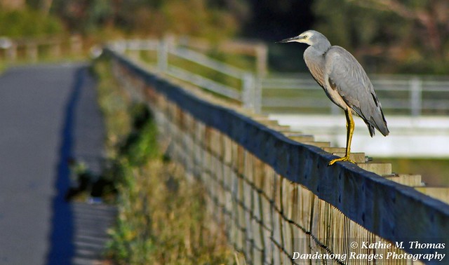 White-faced Heron on the fence