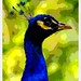 3926 Peacock Portrait