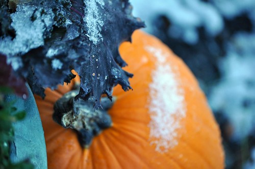 Snowy Pumpkin by MCScola