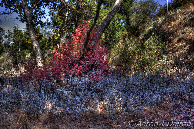 Poison Oak and Sage by HDR