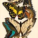 Seguy E.A. Papillions 19270010