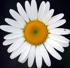 Beautiful-Daisy-Flower-Picture-1