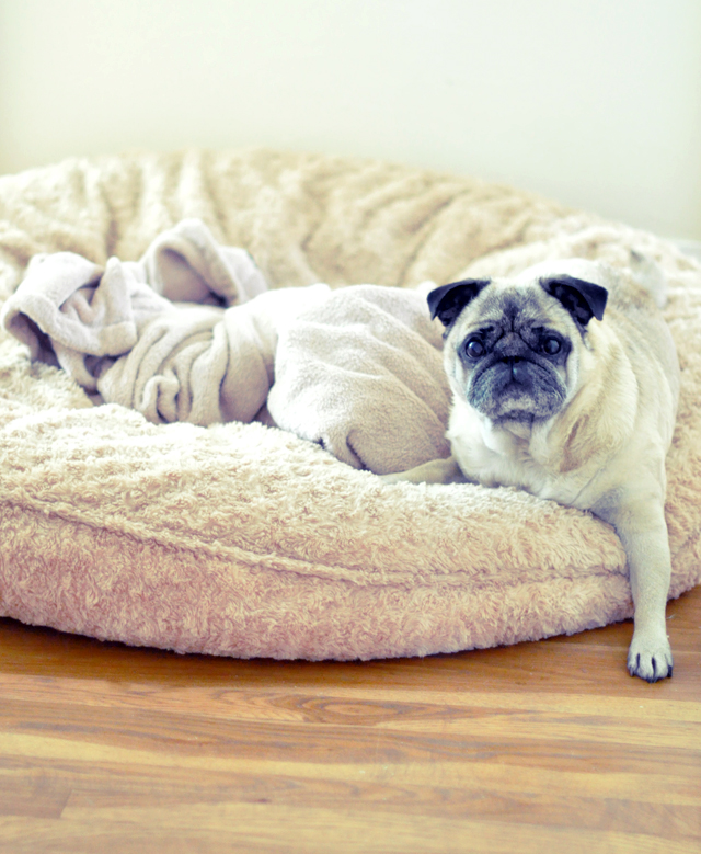 the biggest dog bed on the planet + bebop the pug