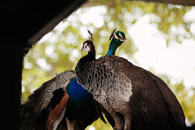 Everglades Holiday Park peacock love