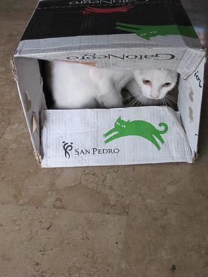 Kumo's box
